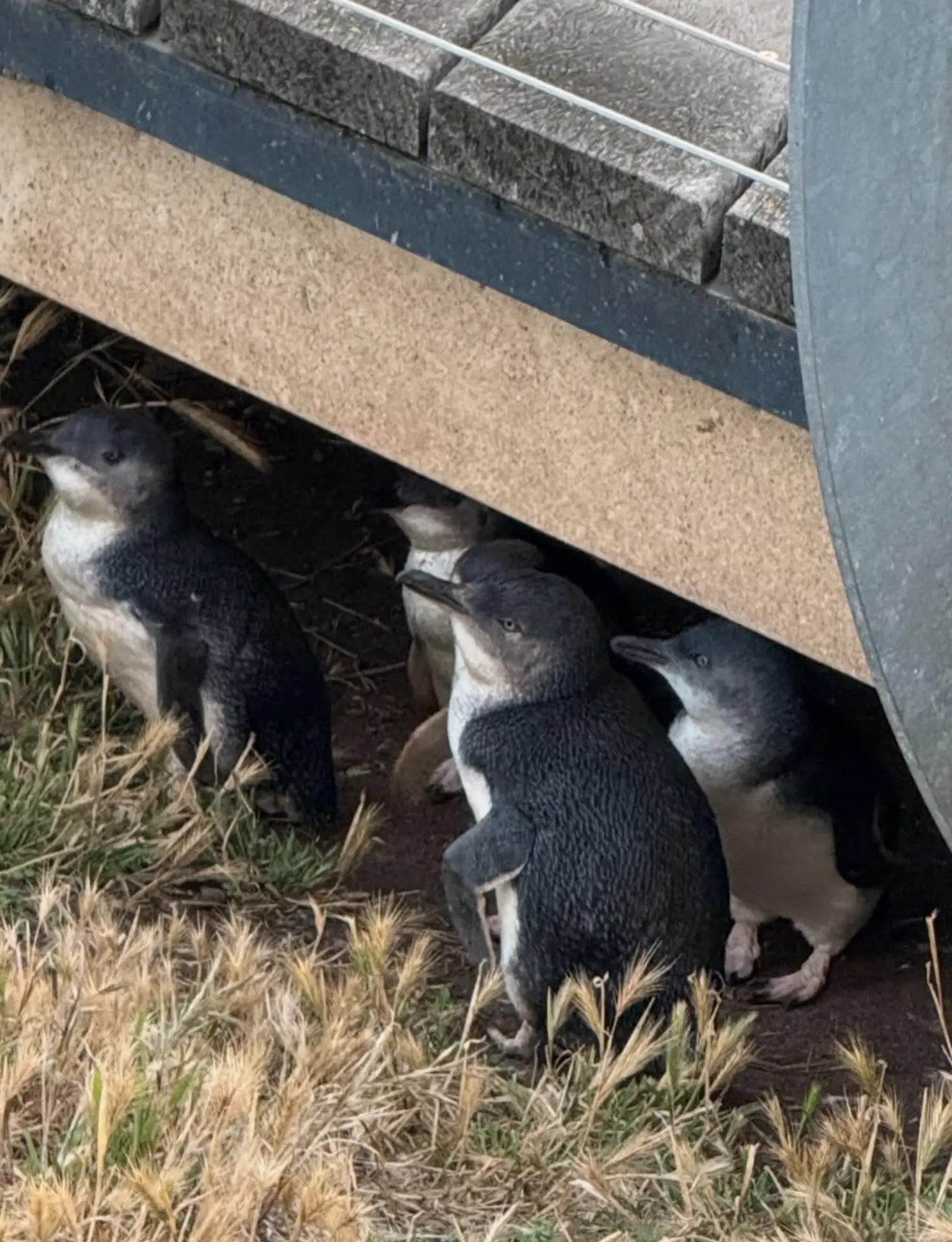 Phillip Island Penguin Tour